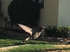Trochilidae