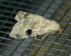 Abablemma brimleyana