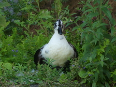 Anas platyrhynchos domesticus