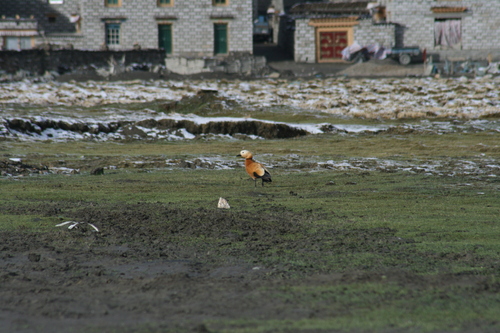 Ruddy Shelduck