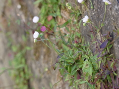 Erigeron karvinskianus