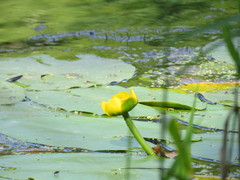 Nuphar lutea