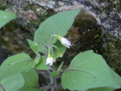 Solanum nigrum