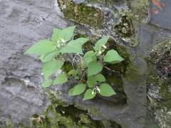 Solanum nigrum