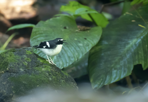 Slaty-backed Forktail (Enicurus schistaceus), photo 10