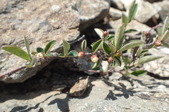 Cotoneaster pyrenaicus