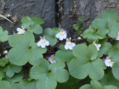 Cymbalaria muralis