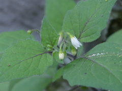 Solanum nigrum
