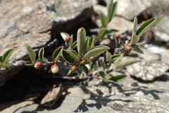 Cotoneaster pyrenaicus