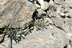 Cotoneaster pyrenaicus