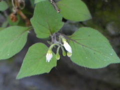 Solanum nigrum
