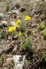Draba aizoides