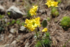 Draba aizoides