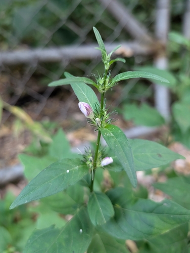Image of Justicia pacifica by (c) Alan Prather, some rights reserved (CC BY)