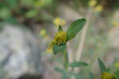 Euphorbia spinosa