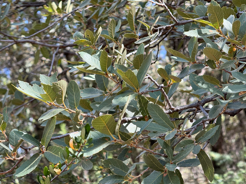 Image of Quercus arizonica by (c) CK2AZ, some rights reserved (CC BY)