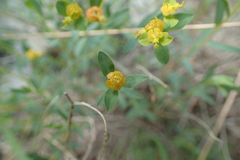 Euphorbia spinosa