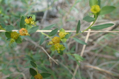 Euphorbia spinosa
