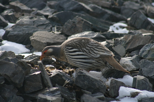 Tibetan Snowcock