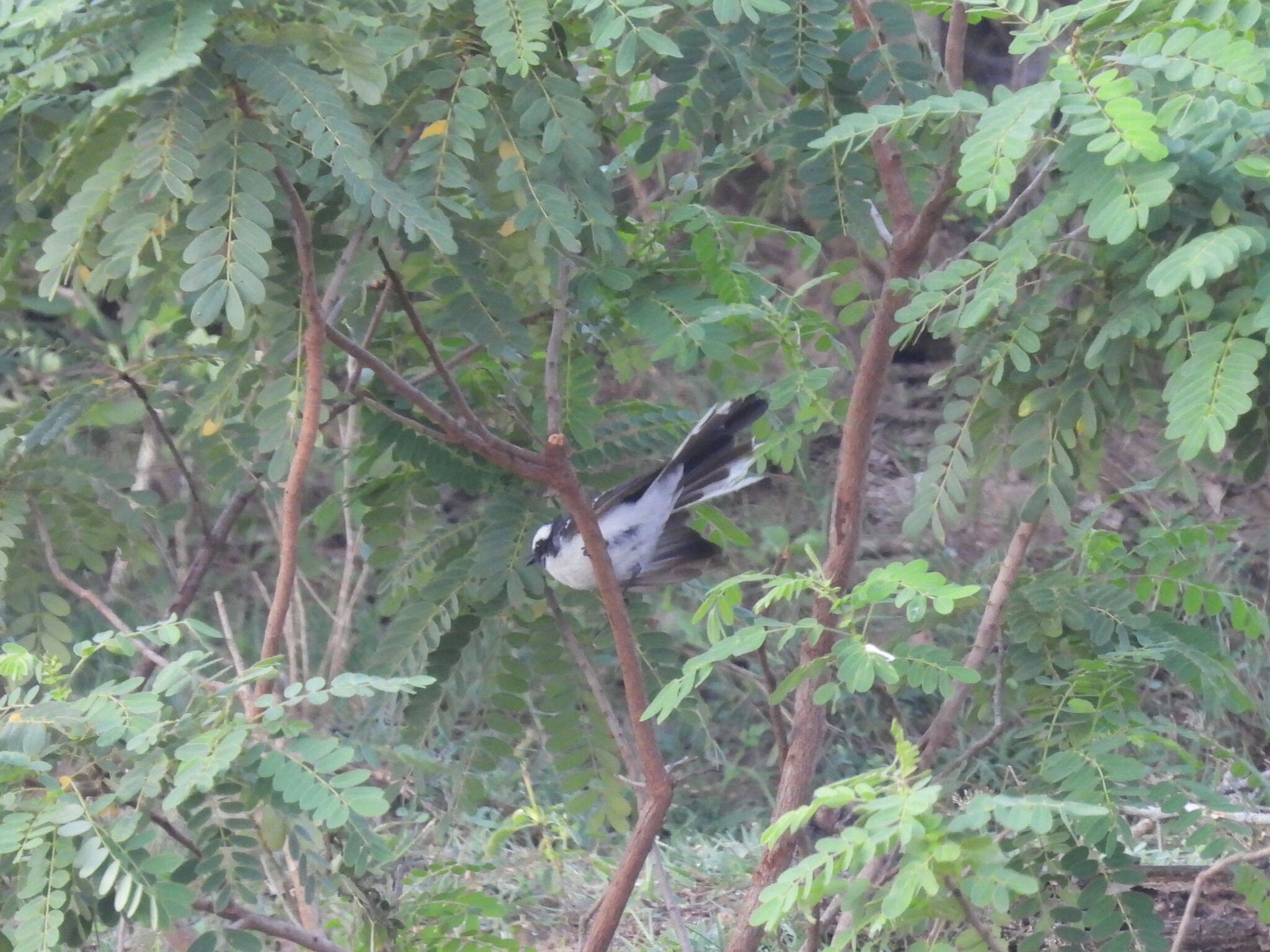 White-browed Fantail