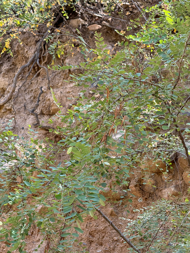 Image of Robinia neomexicana by (c) CK2AZ, some rights reserved (CC BY)