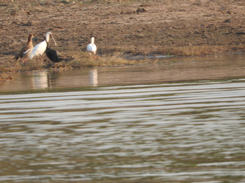 Platalea alba