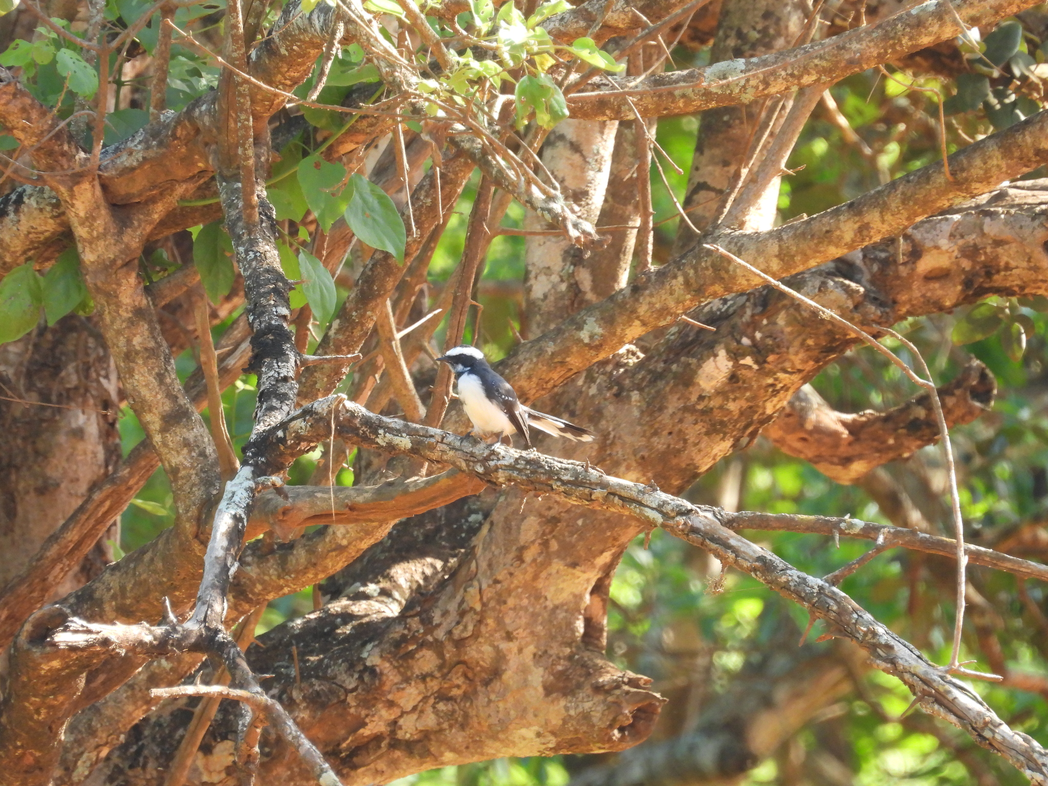 White-browed Fantail