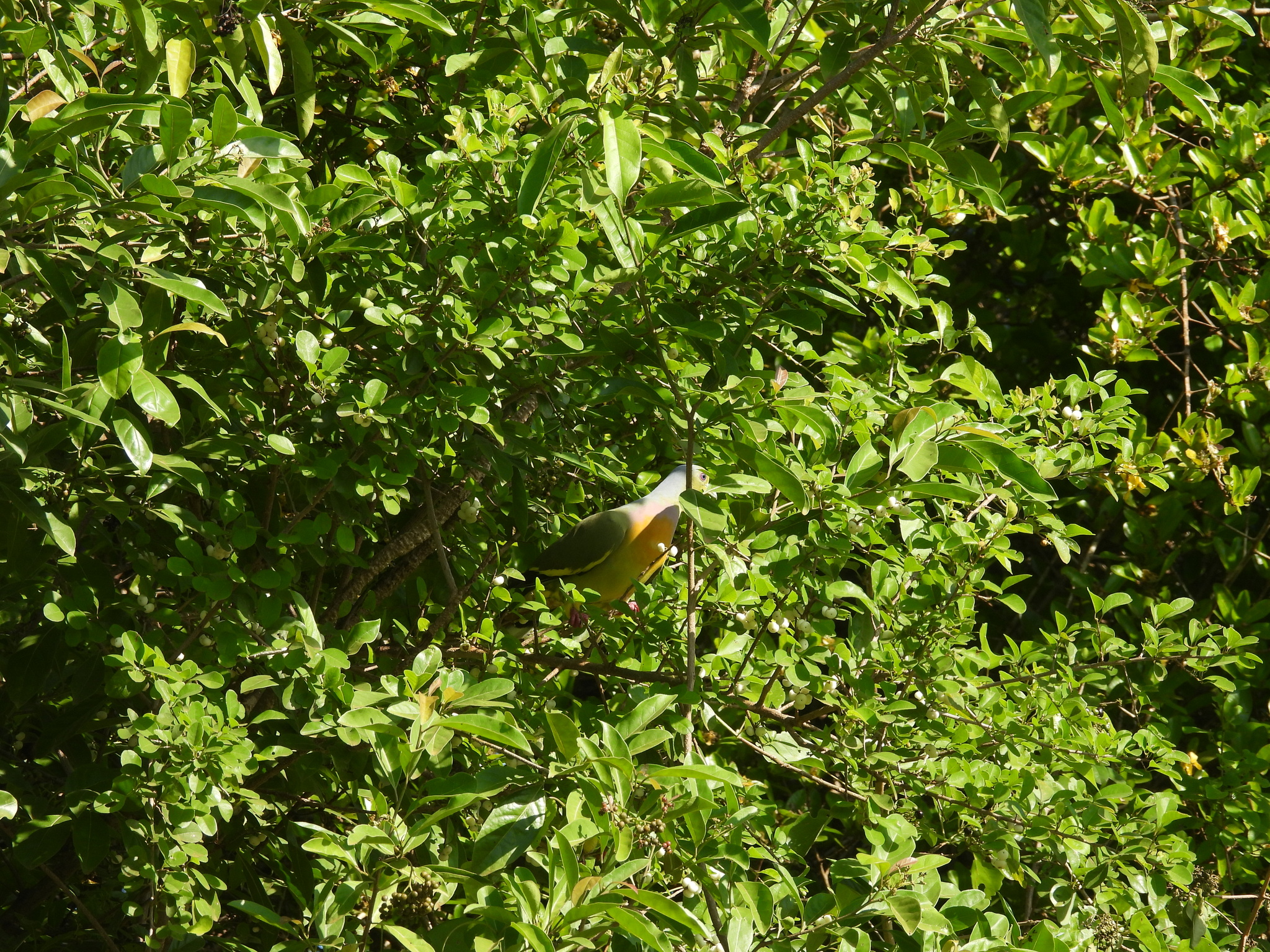 Orange-breasted Green Pigeon