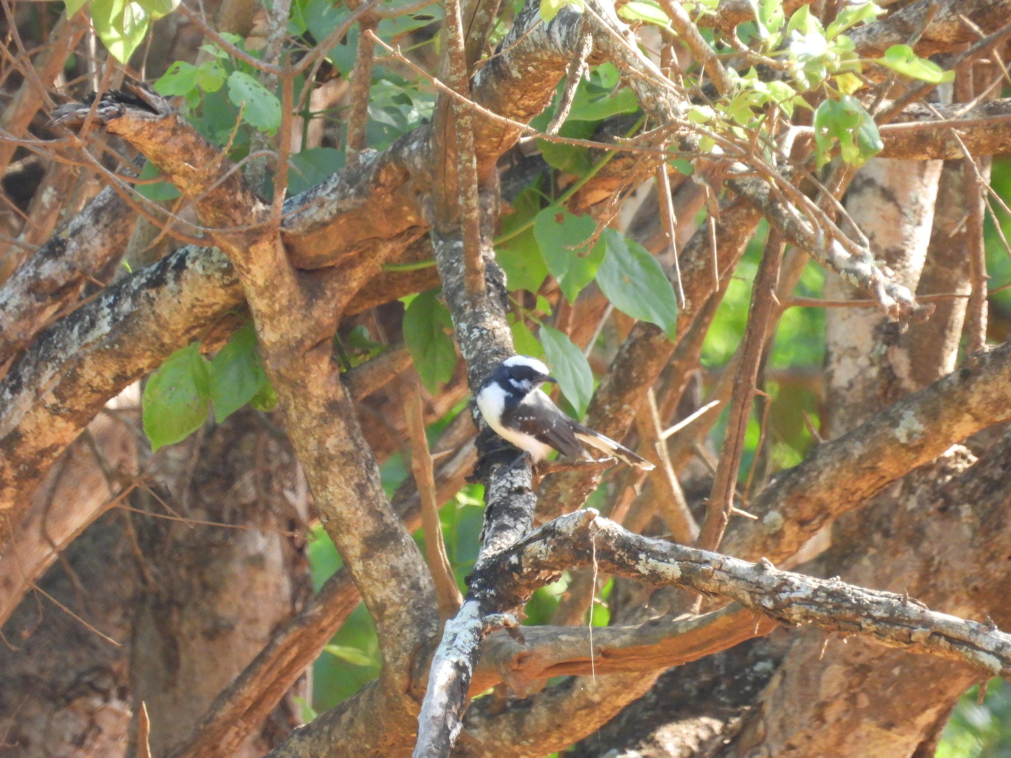 White-browed Fantail