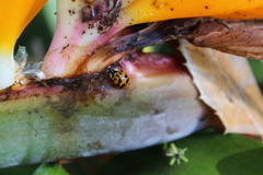 Harmonia axyridis