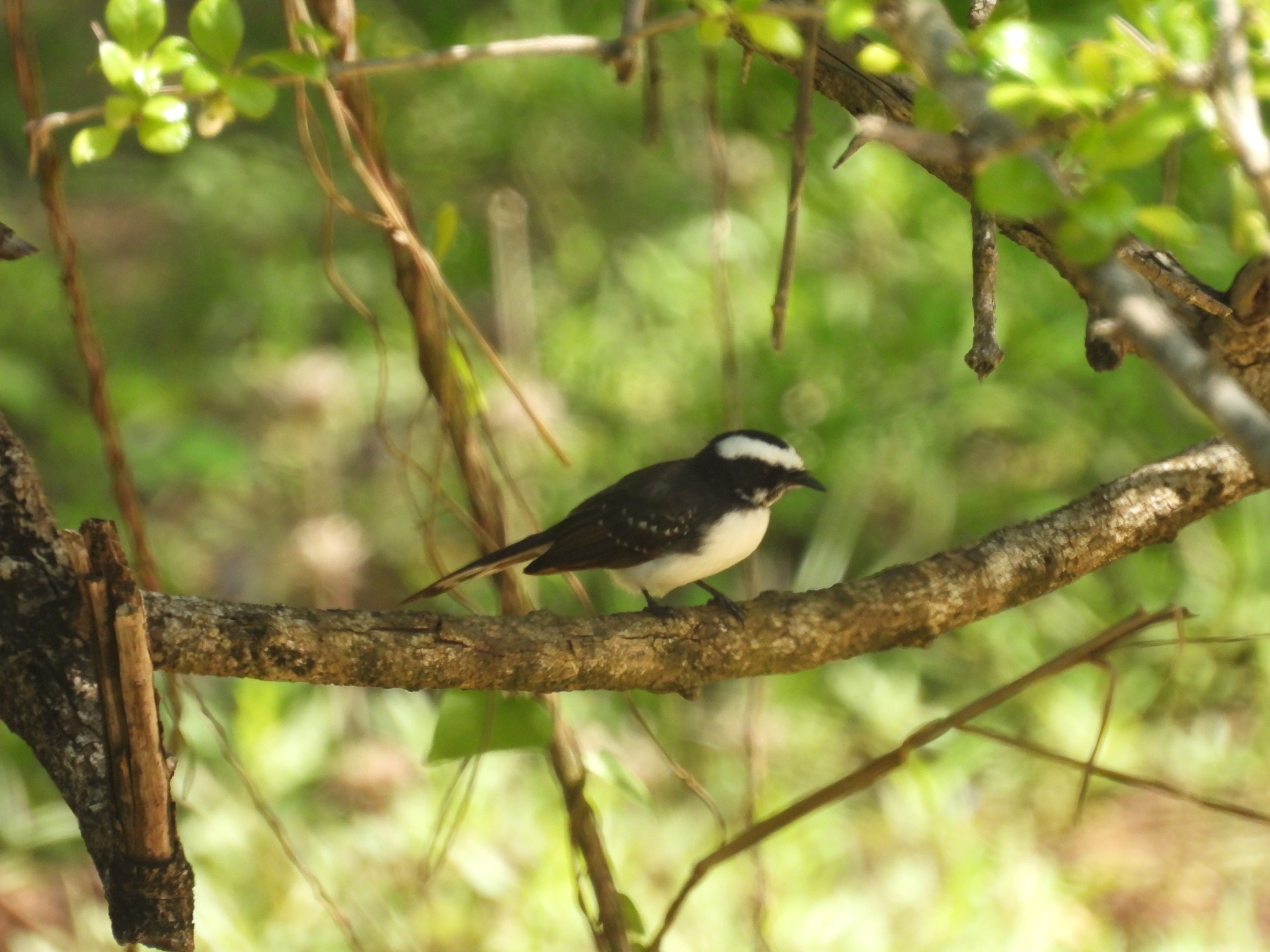 White-browed Fantail