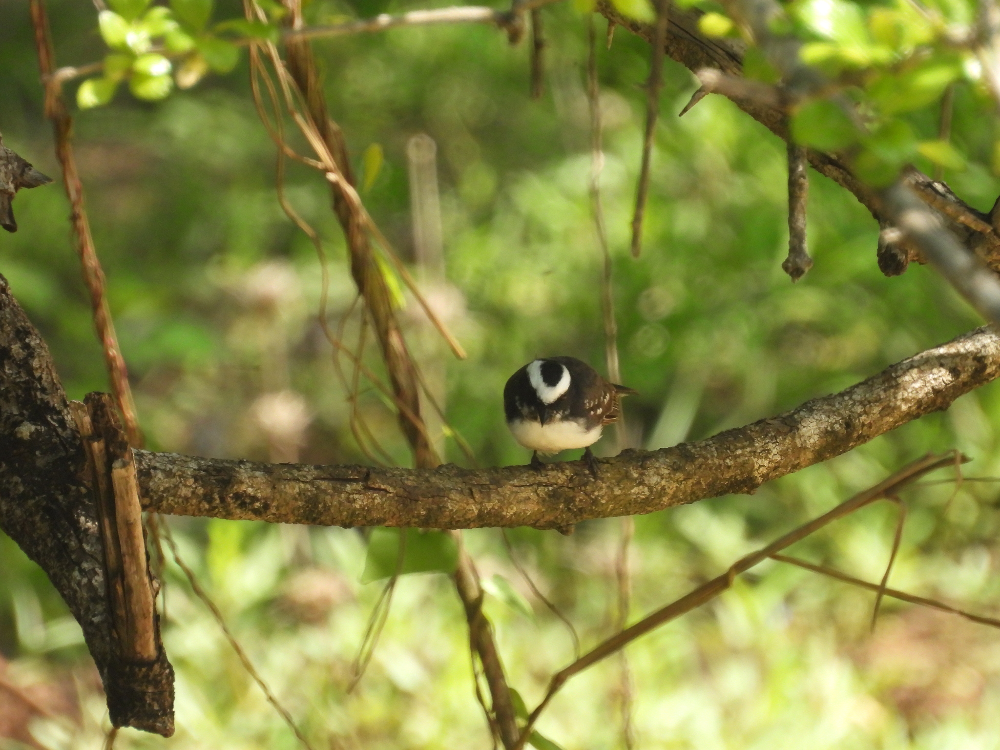 White-browed Fantail