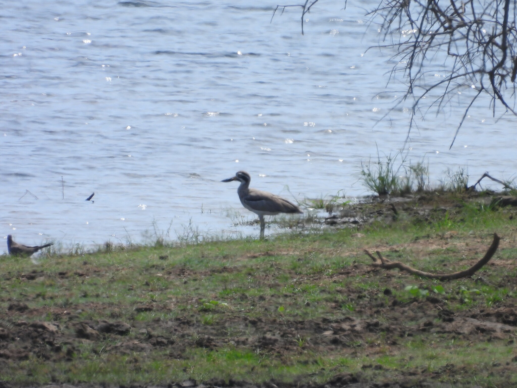 Great Stone-curlew