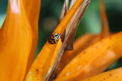 Harmonia axyridis