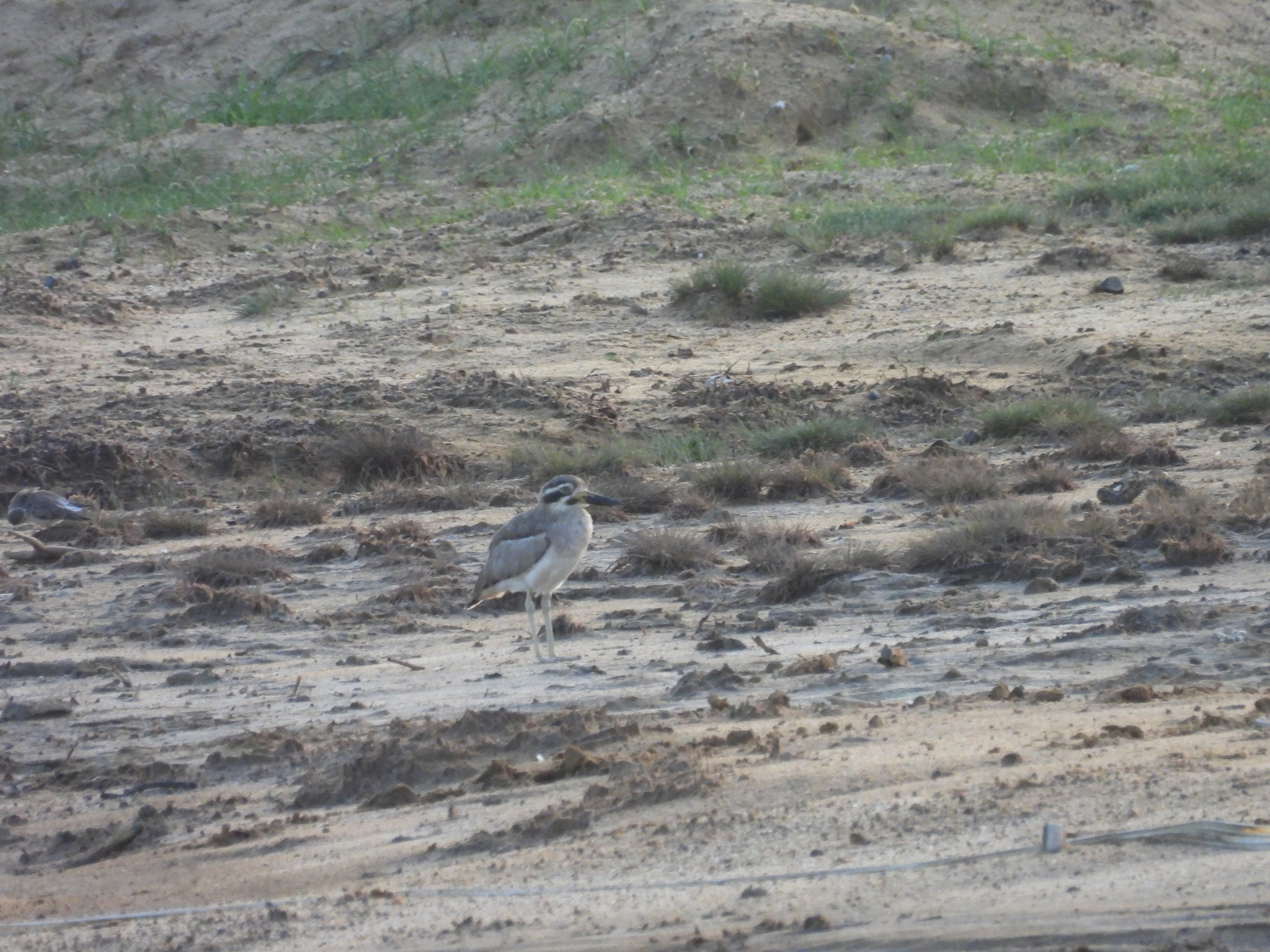 Great Stone-curlew