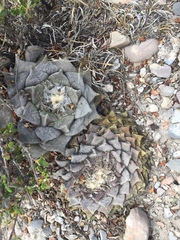 Ariocarpus retusus retusus