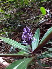 Dichorisandra albomarginata