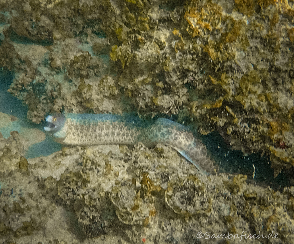 Palenose Moray