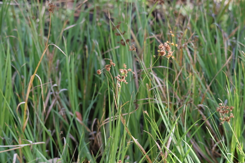 Image of Juncus xiphioides by (c) Millie Basden, some rights reserved (CC BY)