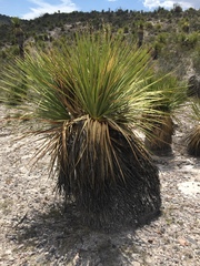 Dasylirion cedrosanum