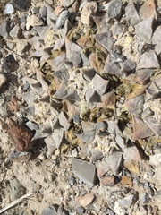 Ariocarpus retusus retusus