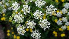 Conium maculatum