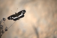 Castilia