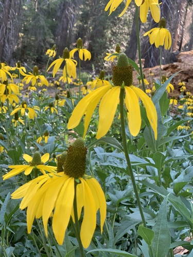 Image of Rudbeckia californica by (c) Katrina Smith, some rights reserved (CC BY)