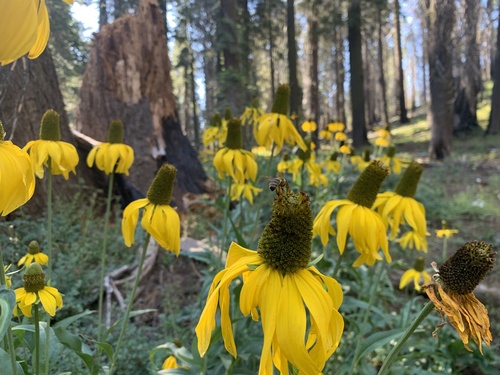 Image of Rudbeckia californica by (c) Katrina Smith, some rights reserved (CC BY)