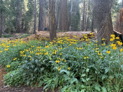 Image of Rudbeckia californica by (c) Katrina Smith, some rights reserved (CC BY)