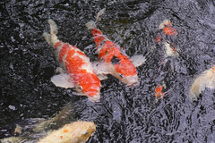 Koi photo 2