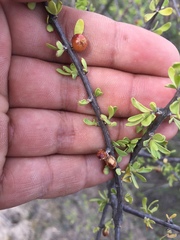 Citharexylum brachyanthum
