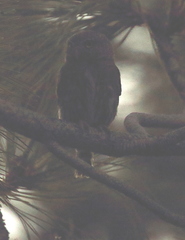 Glaucidium gnoma
