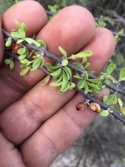 Citharexylum brachyanthum